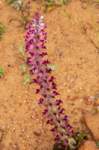 _namibia23ago2956_small.jpg