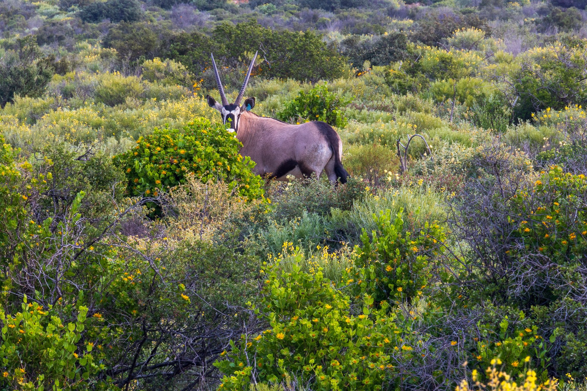 _namibia23ago2964.jpg