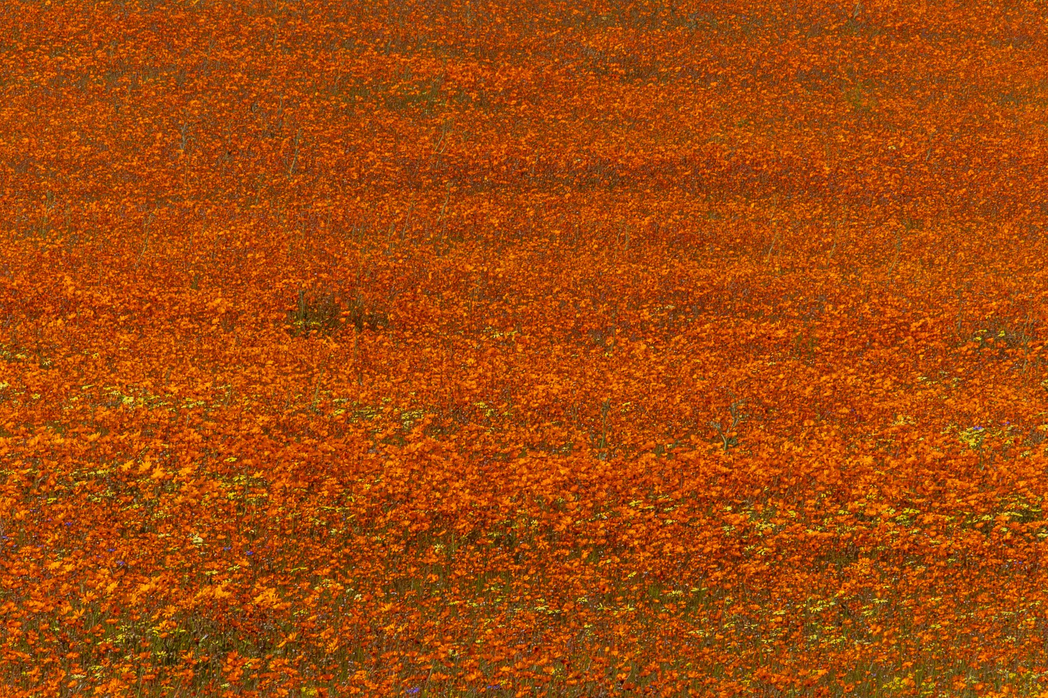 _namibia23ago3016.jpg