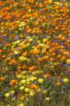 _namibia23ago3019_small.jpg