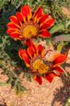 _namibia23ago3035_small.jpg