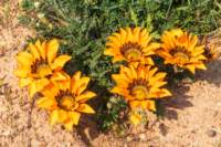 _namibia23ago3036_small.jpg