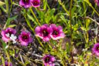 _namibia23ago3041_small.jpg