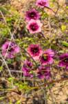 _namibia23ago3042_small.jpg