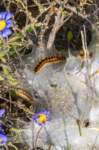 _namibia23ago3049_small.jpg