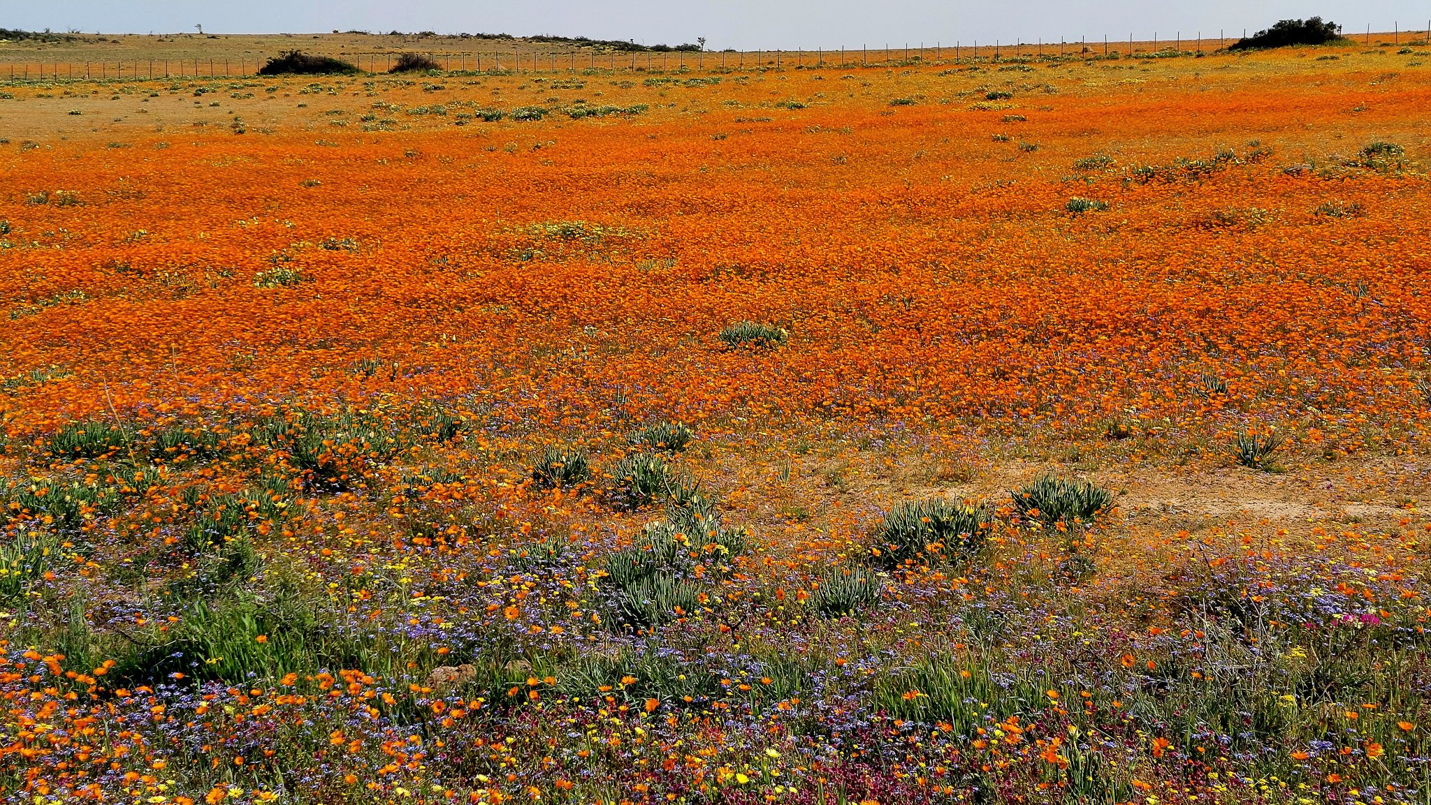 c_namibia23ago30.jpg