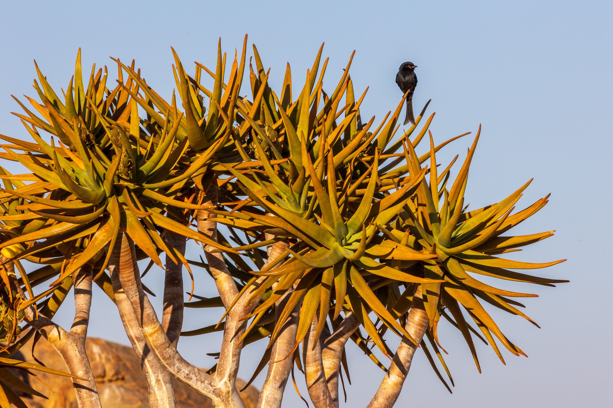 _namibia23ago315.jpg