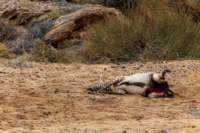 _namibia23set01101_small.jpg