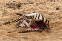 _namibia23set01102_small.jpg