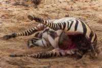 _namibia23set01103_small.jpg