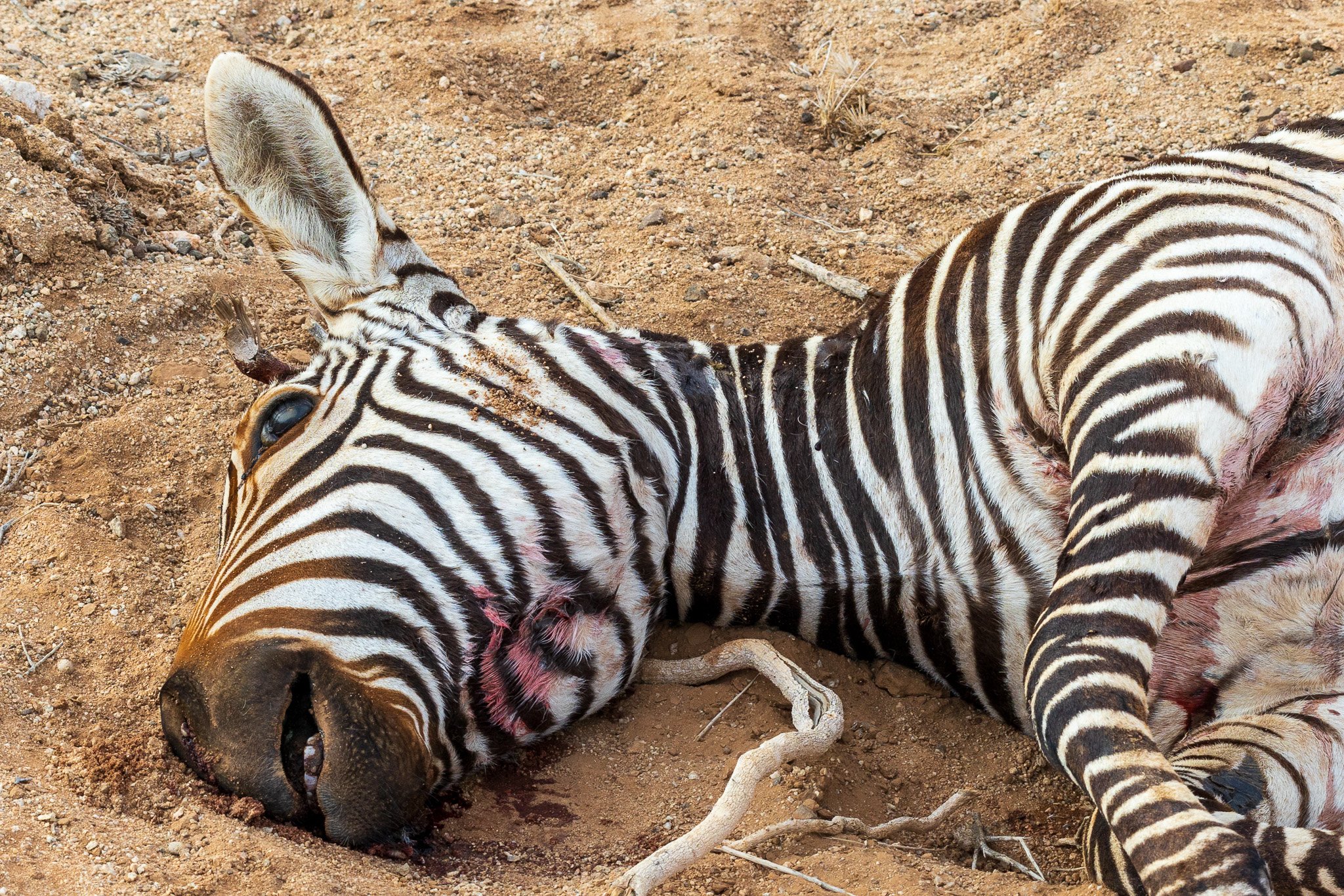 _namibia23set01104.jpg