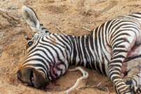 _namibia23set01104_small.jpg