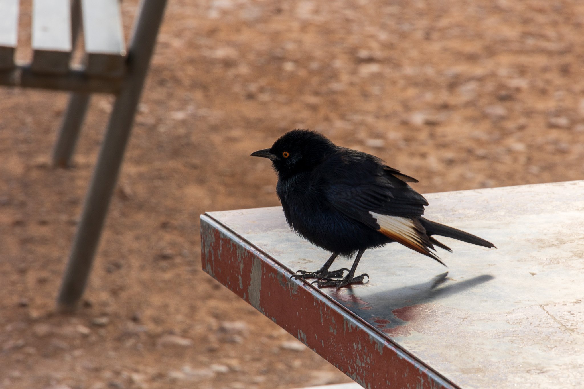 _namibia23set0114.jpg