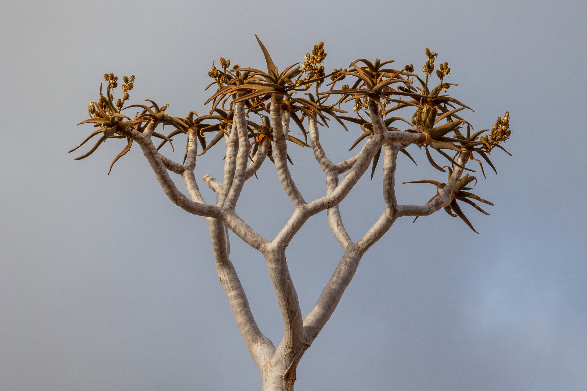 _namibia23set0125.jpg