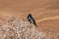 _namibia23set0153_small.jpg