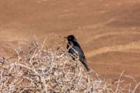 _namibia23set0154_small.jpg