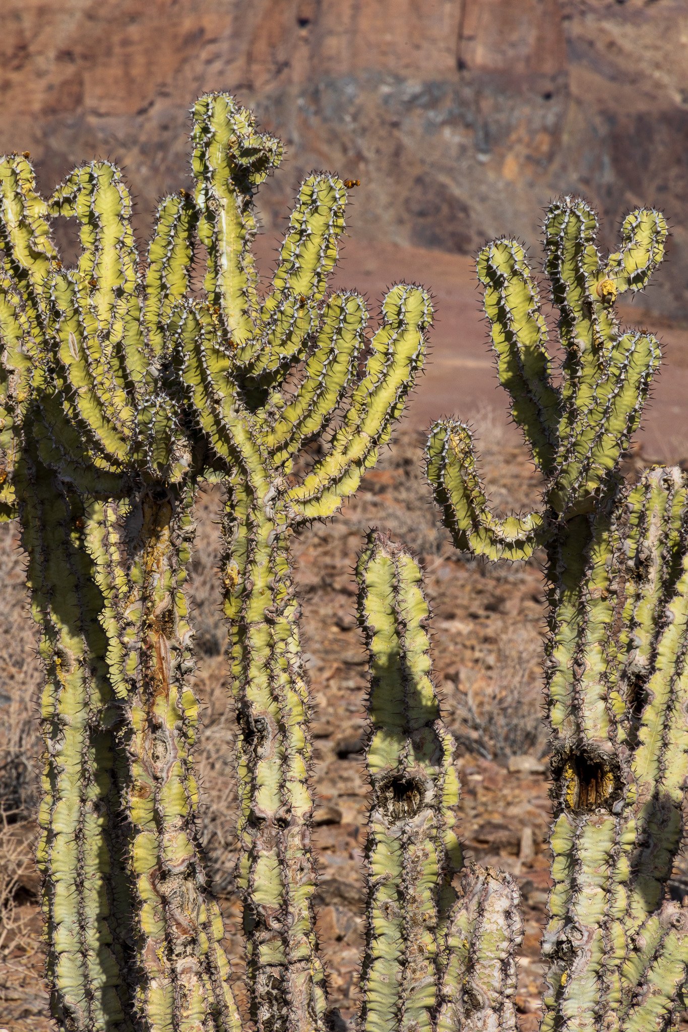 _namibia23set0163.jpg