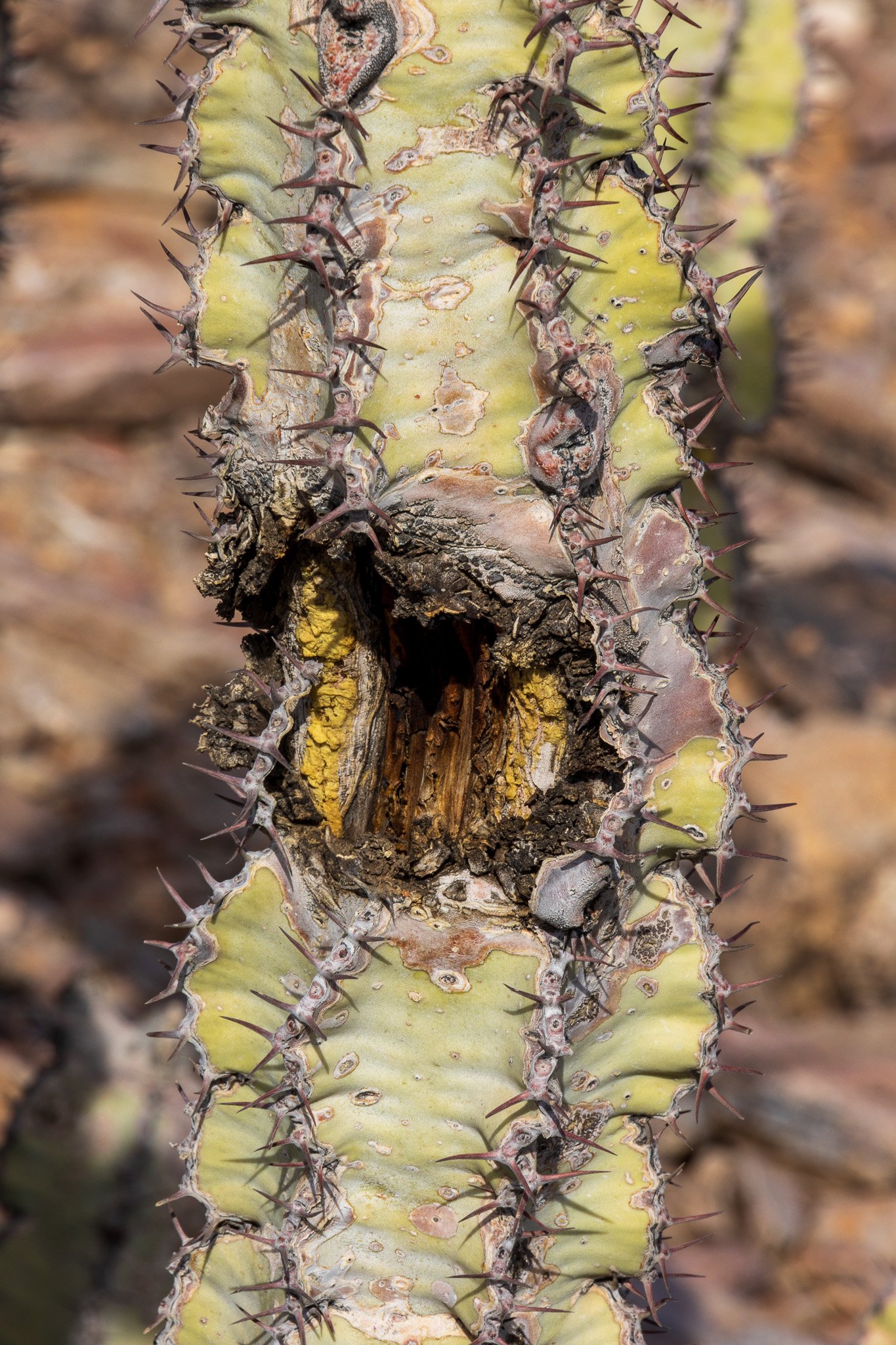 _namibia23set0164.jpg