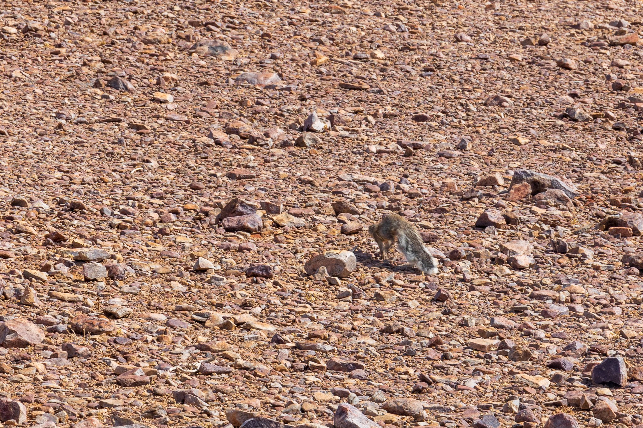 _namibia23set0171.jpg