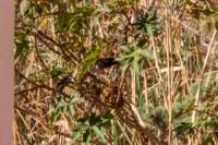 _namibia23set0179_small.jpg