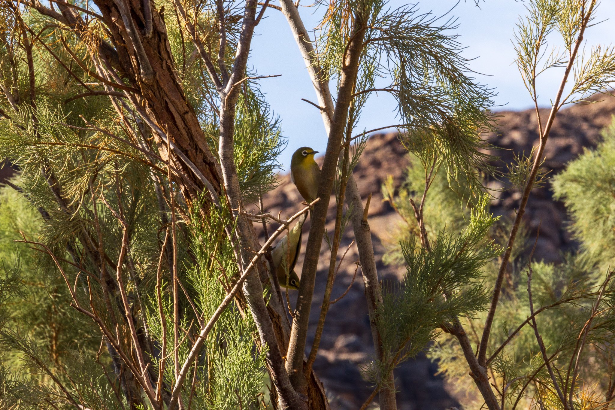 _namibia23set0180.jpg