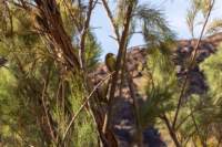 _namibia23set0180_small.jpg