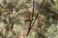_namibia23set0182_small.jpg