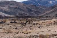 _namibia23set0187_small.jpg