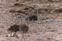 _namibia23set0188_small.jpg