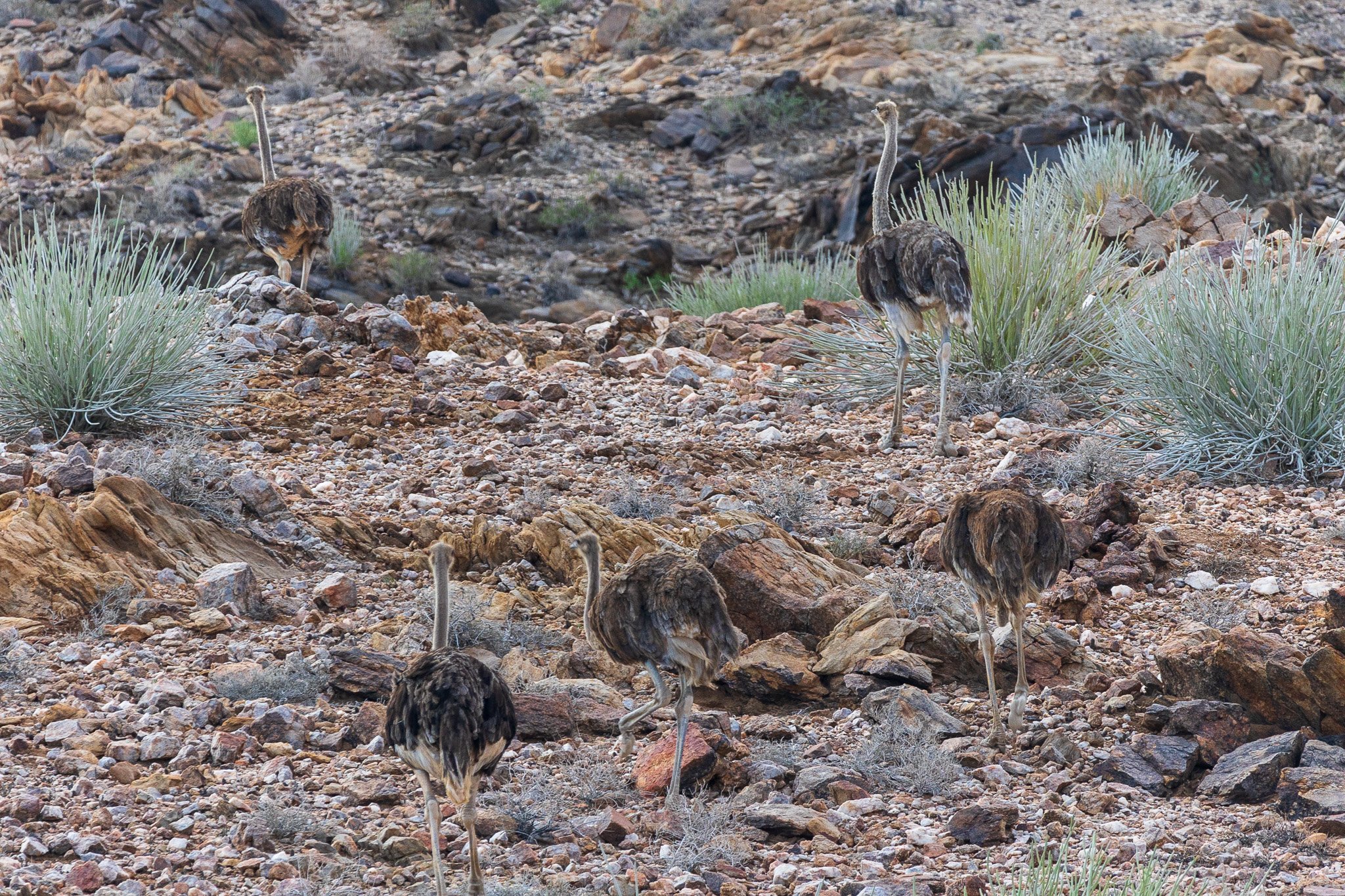 _namibia23set0189.jpg