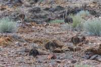 _namibia23set0189_small.jpg