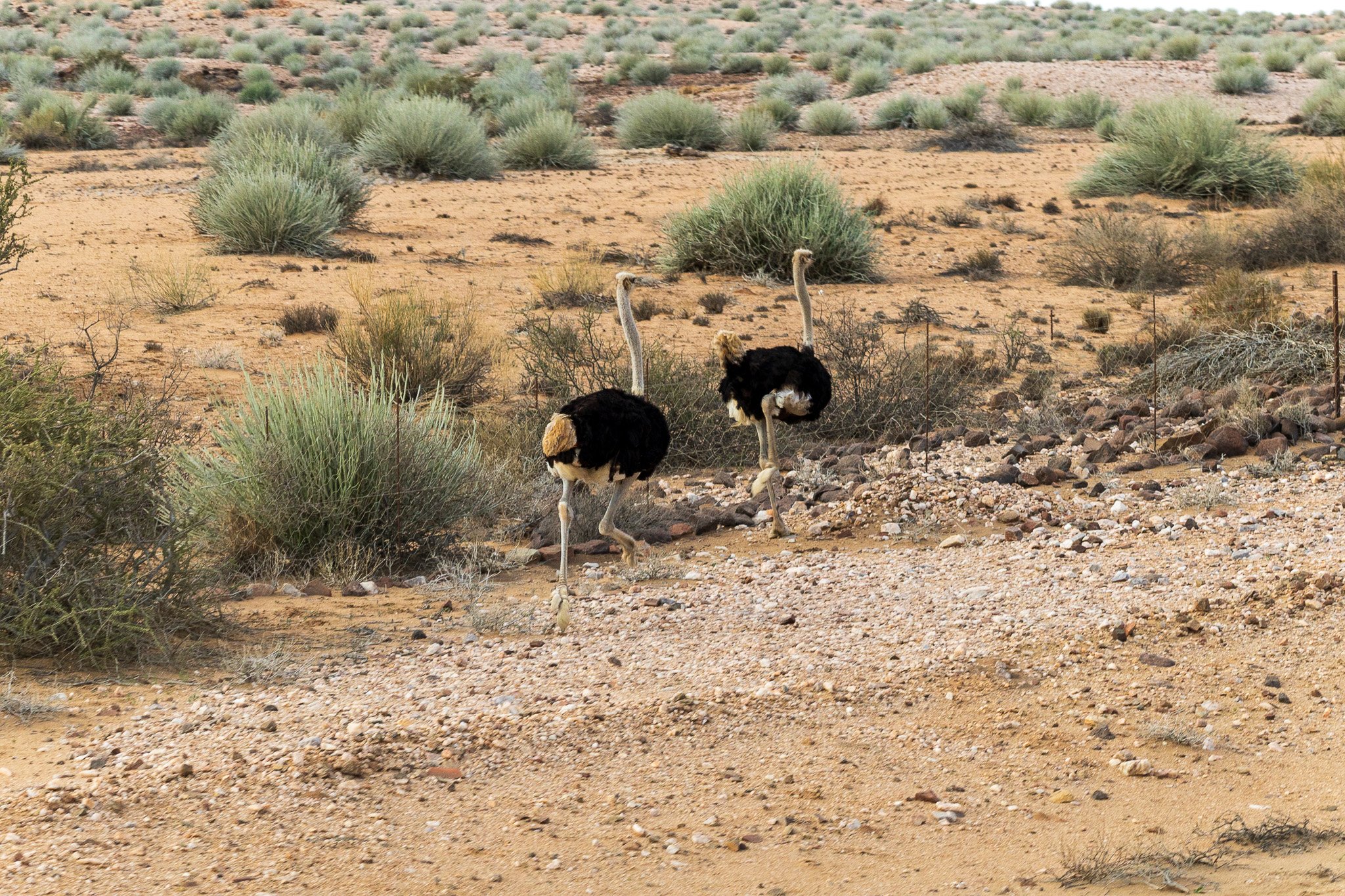 _namibia23set0190.jpg