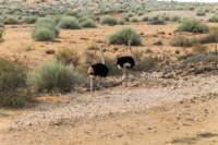 _namibia23set0190_small.jpg