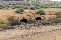 _namibia23set0191_small.jpg