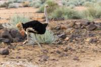 _namibia23set0192_small.jpg