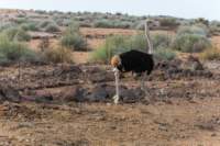 _namibia23set0193_small.jpg