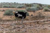 _namibia23set0194_small.jpg