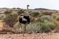 _namibia23set0195_small.jpg