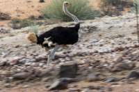 _namibia23set0196_small.jpg