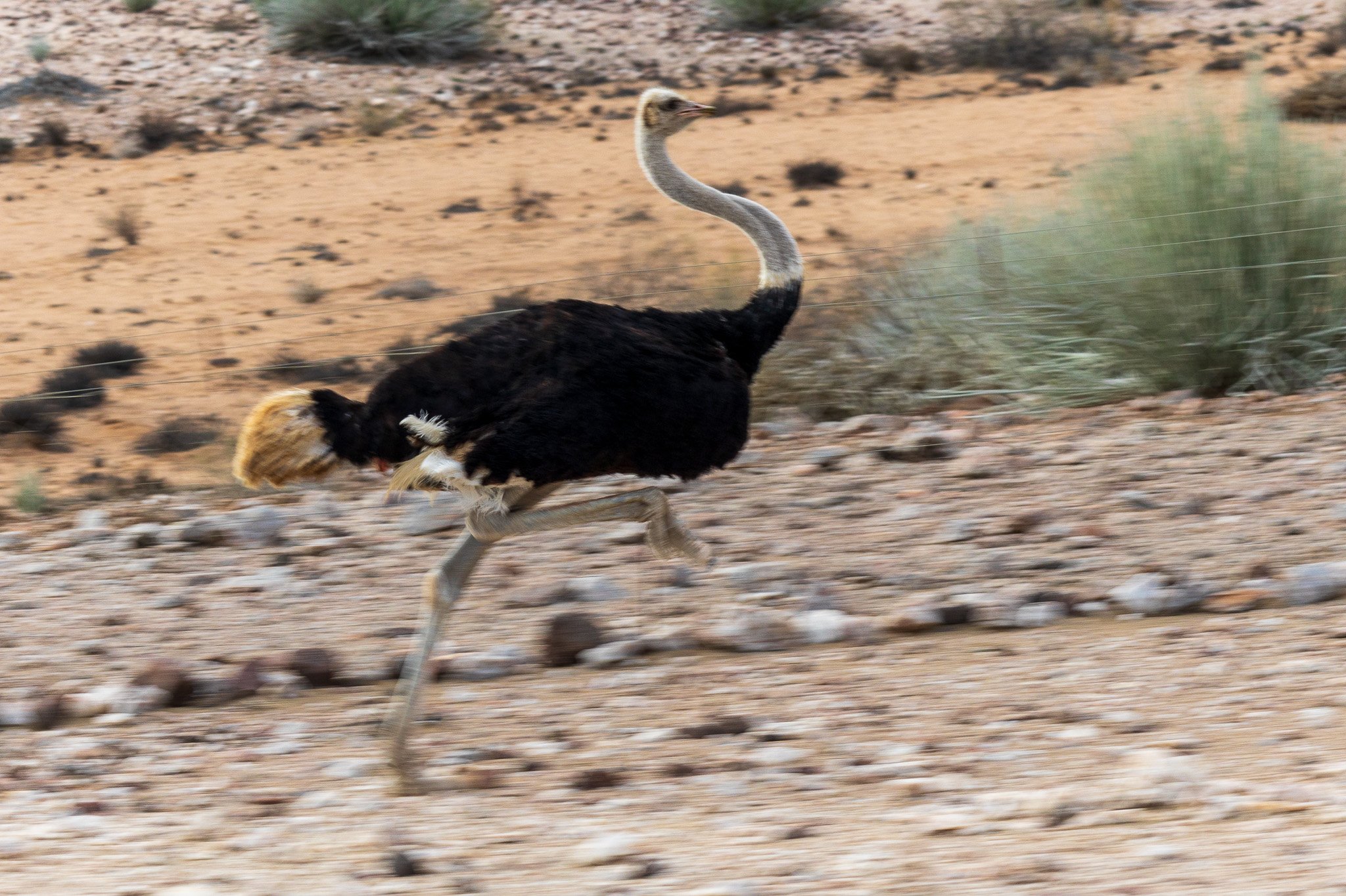_namibia23set0197.jpg