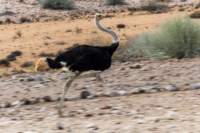 _namibia23set0197_small.jpg