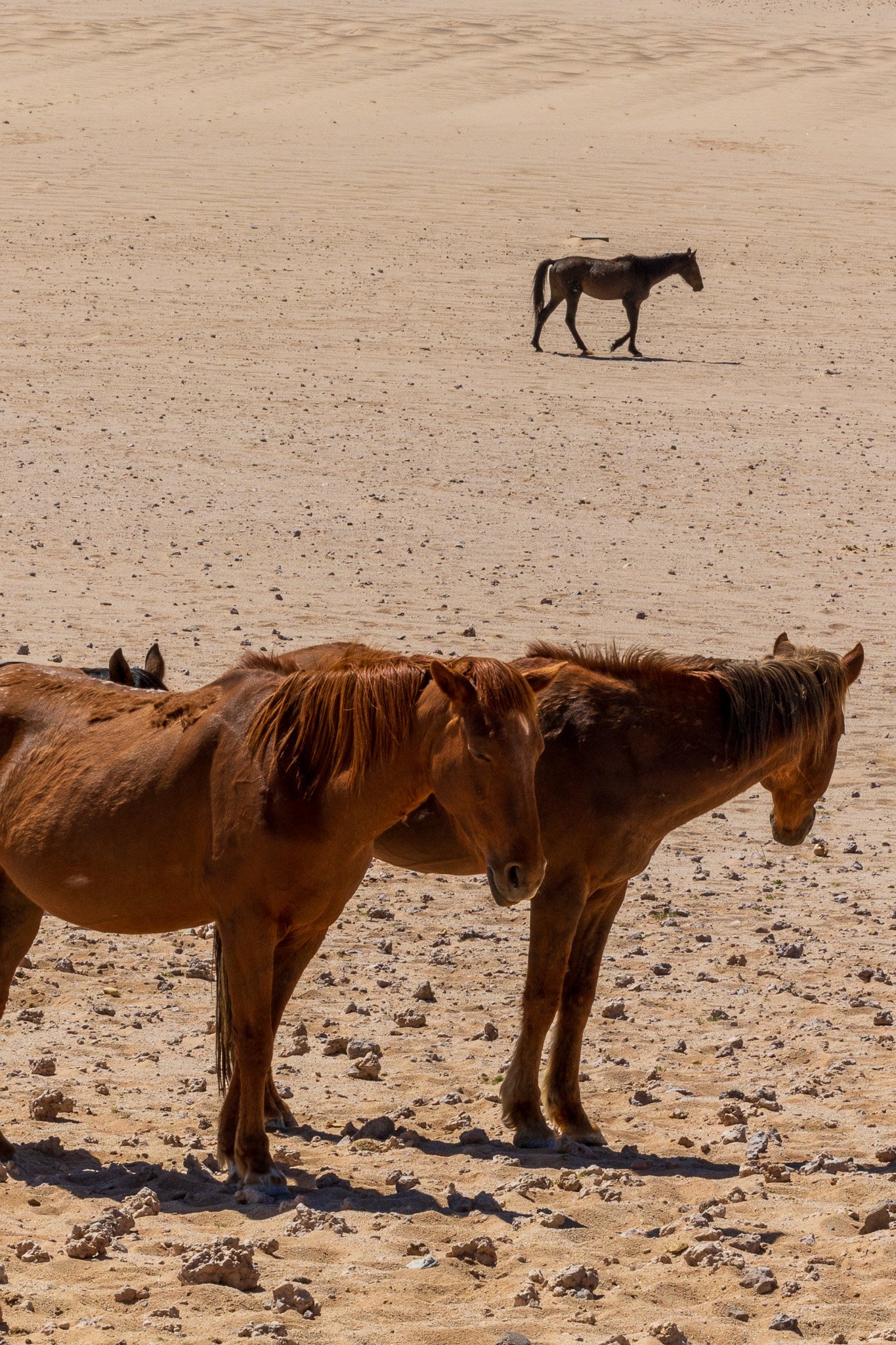 _namibia23set0210.jpg