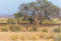 _namibia23set023_small.jpg