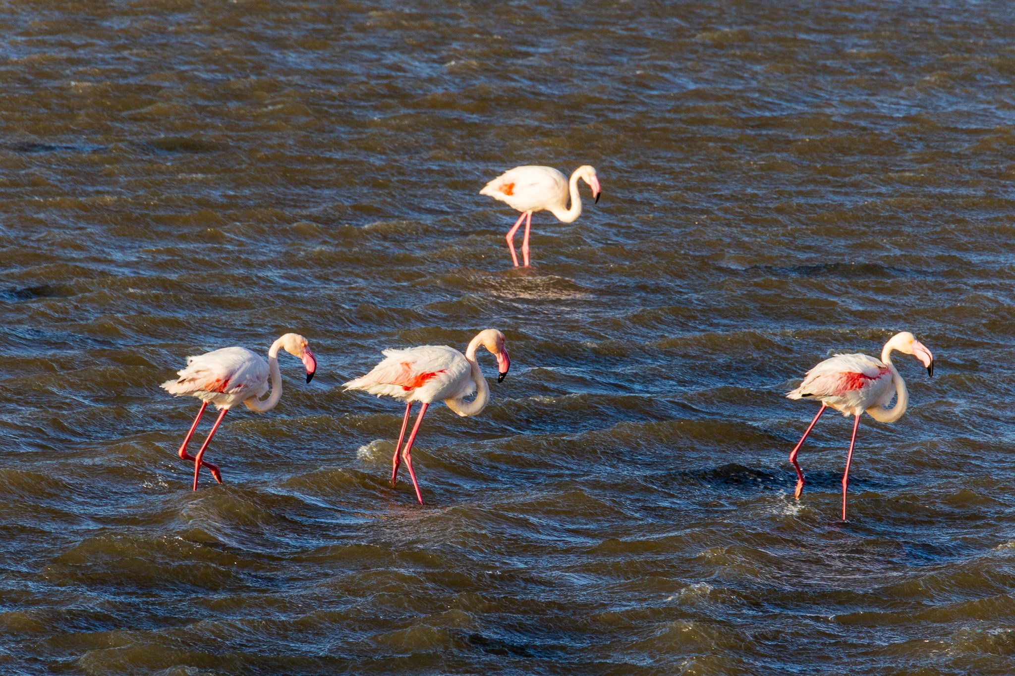 _namibia23set0247.jpg
