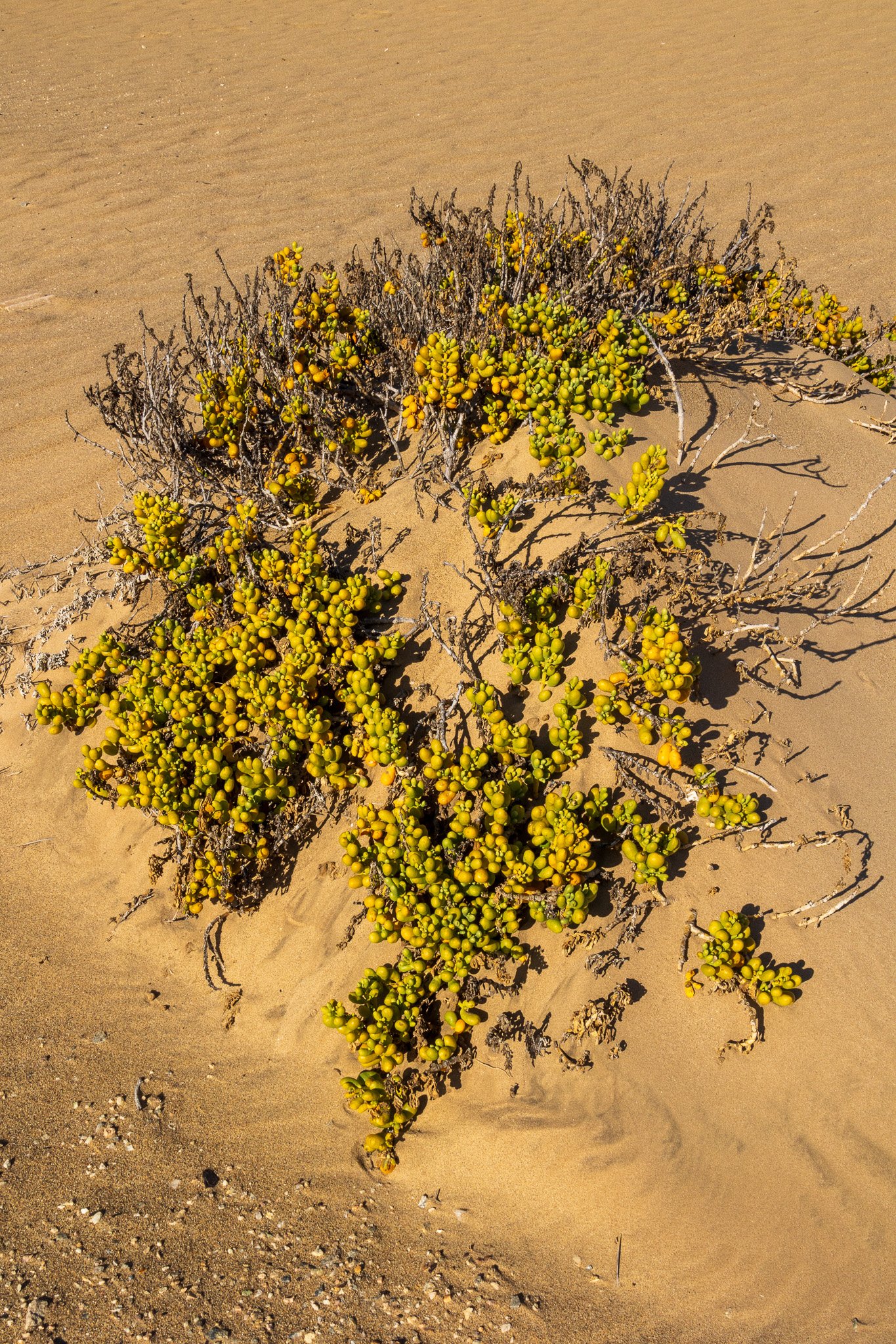 _namibia23set0333.jpg