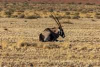 _namibia23set0378_small.jpg