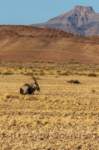 _namibia23set0380_small.jpg