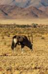 _namibia23set0381_small.jpg