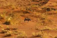 _namibia23set0412_small.jpg
