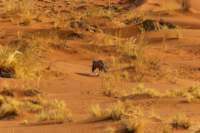 _namibia23set0413_small.jpg
